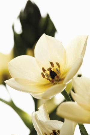 Ornithogalumの写真素材