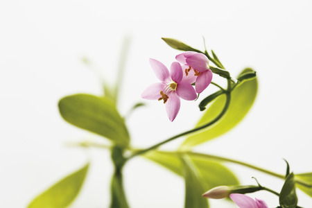 Centaurium flowers