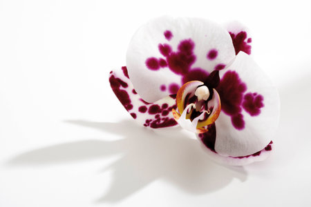 Orchid blossom (Orchidaceae), close-upの写真素材