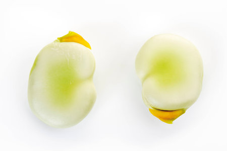 Broad bean sliced in half, close-up