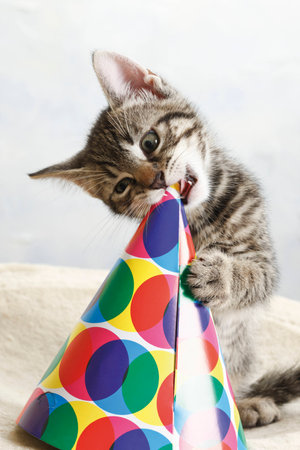 Domestic cat, kitten playing with carnival hatの写真素材