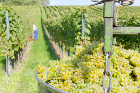 Picking grapes in vineyards, Baden WÃ¼rttemberg, Germanyの写真素材