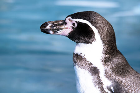 Germany, KÃ¶ln, Humboldt Penguin in zooの写真素材