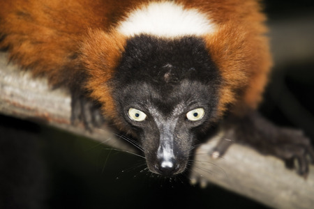 Germany, Gelsenkirchen, Zoom Erlebniswelt, Red ruffed lemurの写真素材