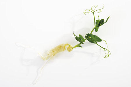 Affilla Cress, close-upの写真素材