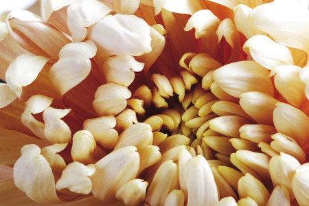 Chrysanthemum (Chrysanthemum indicum), close-upの写真素材