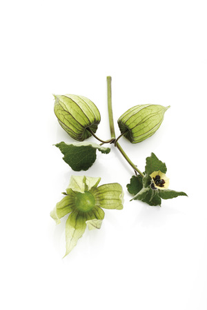 Unripe Physalis fruit (Physalis peruviana)の写真素材