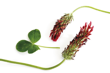 Red Trifoil (Trifolium rubens), close-upの写真素材