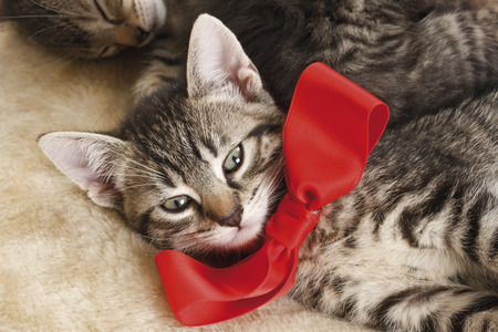 Domestic cat, kitten wearing red bowの写真素材