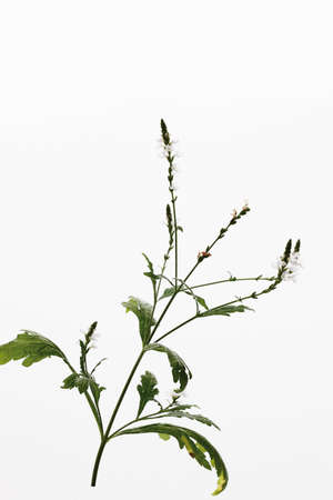 Close up of verbena flowers
