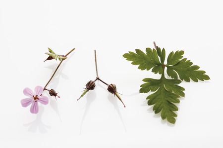 Herb robert (Geranium robertianum, Robertiella robertiana)の写真素材