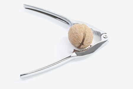 Nutcracker and walnut, elevated view