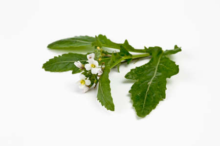 Bundle of white wall-rocket on white background