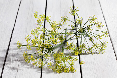 Dill flowersの写真素材