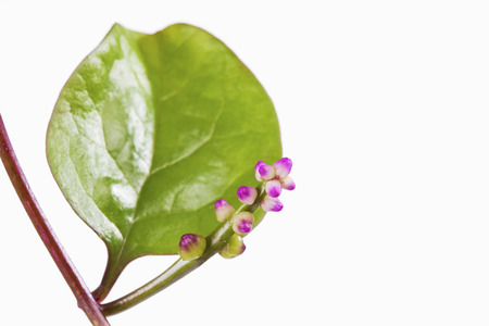 Vine spinach against white backgroundの写真素材
