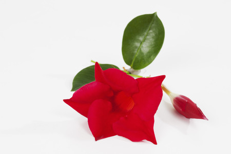 Mandevilla sanderi against white backgroundの写真素材