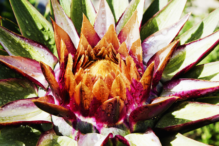 Artichoke flower, close upの写真素材