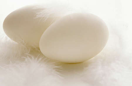 Two eggs and plumesの写真素材