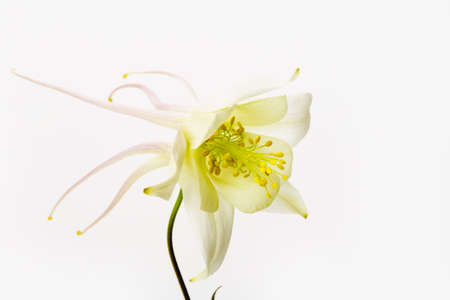 White columbine flowerの写真素材