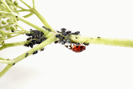 Ladybirdr (Coccinellidae)  and aphids (Sternorrhyncha) on elderflower stem (Sambucus nigra)の写真素材