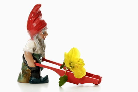 Garden gnome pushing wheel barrowの写真素材