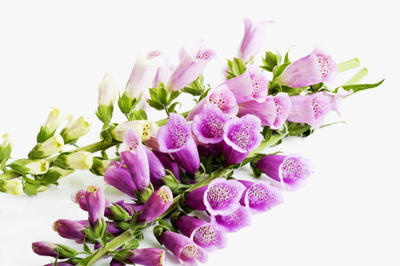 Purple foxglove, digitalis purpureaの写真素材