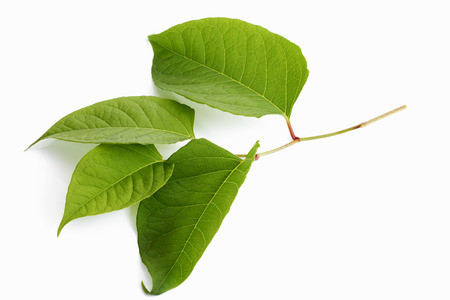 Japanese knotweed, Fallopia japonicaの写真素材