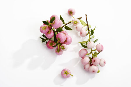 Pernettya mucronataの写真素材