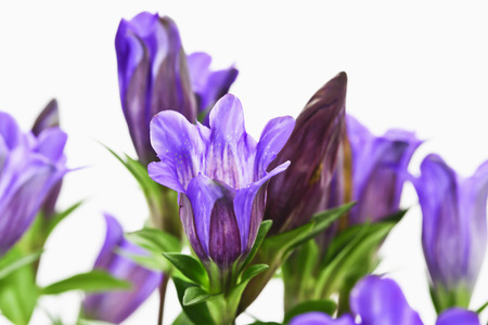 Japanese gentioan, Gentiana scabraの写真素材