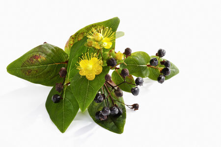 Saint John's Wort, Hypericum perforatumの写真素材