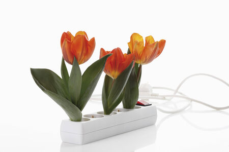 Tulip flowers in outlet on white background