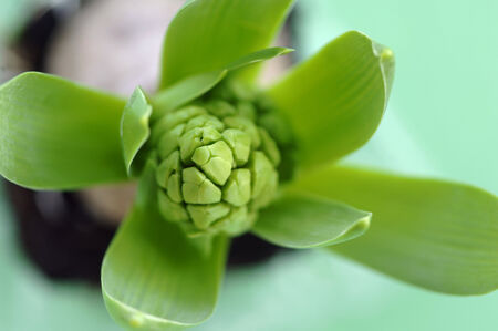 Growing Hyacinth