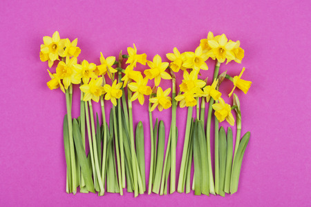 Daffodils on pink backgroundの写真素材