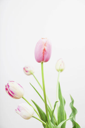 Pink tulips against white backgroundの写真素材