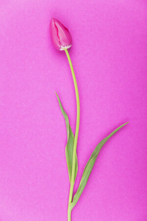 Pink tulips against pink backgroundの写真素材