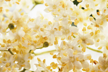 Close up of elder flower against white background