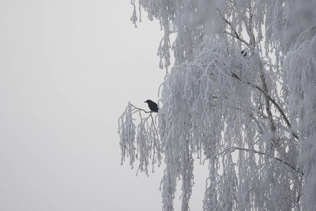 Germany, Rhineland-Palatinate, Raven on tree in winterの写真素材