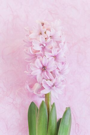 Pink hyacinth on pink backgroundの写真素材