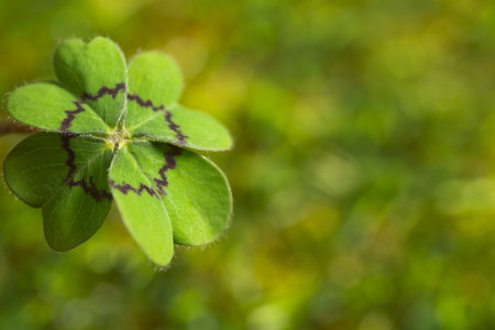 Cloverleafの写真素材