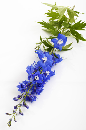 Blue larkspur, Delphinium elatumの写真素材