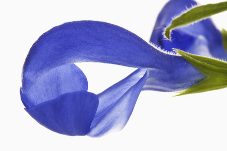 Blossom of meadow sageの写真素材