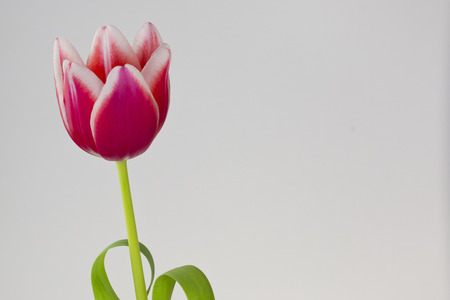 Pink tulipの写真素材