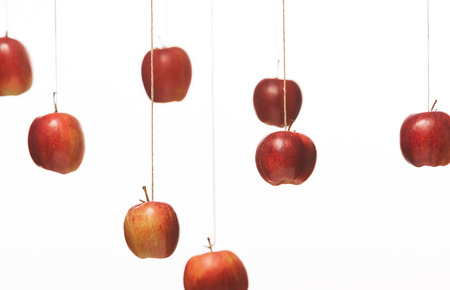 Red apples hanging on stringの写真素材