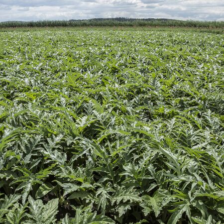 Artichoke plantation, leavesの写真素材