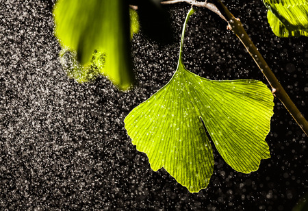 Ginkgo biloba leaves with water dropsの写真素材