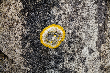Yellow lichen on rock, round structure