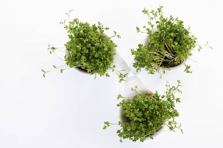 Garden cress in bowlsの写真素材
