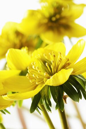 Winter aconite, Eranthis hyemalis, blossomsの写真素材