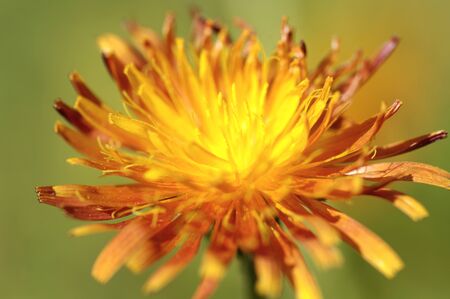 Austria, meadow salsify