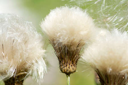 Common thistle, close-upの写真素材